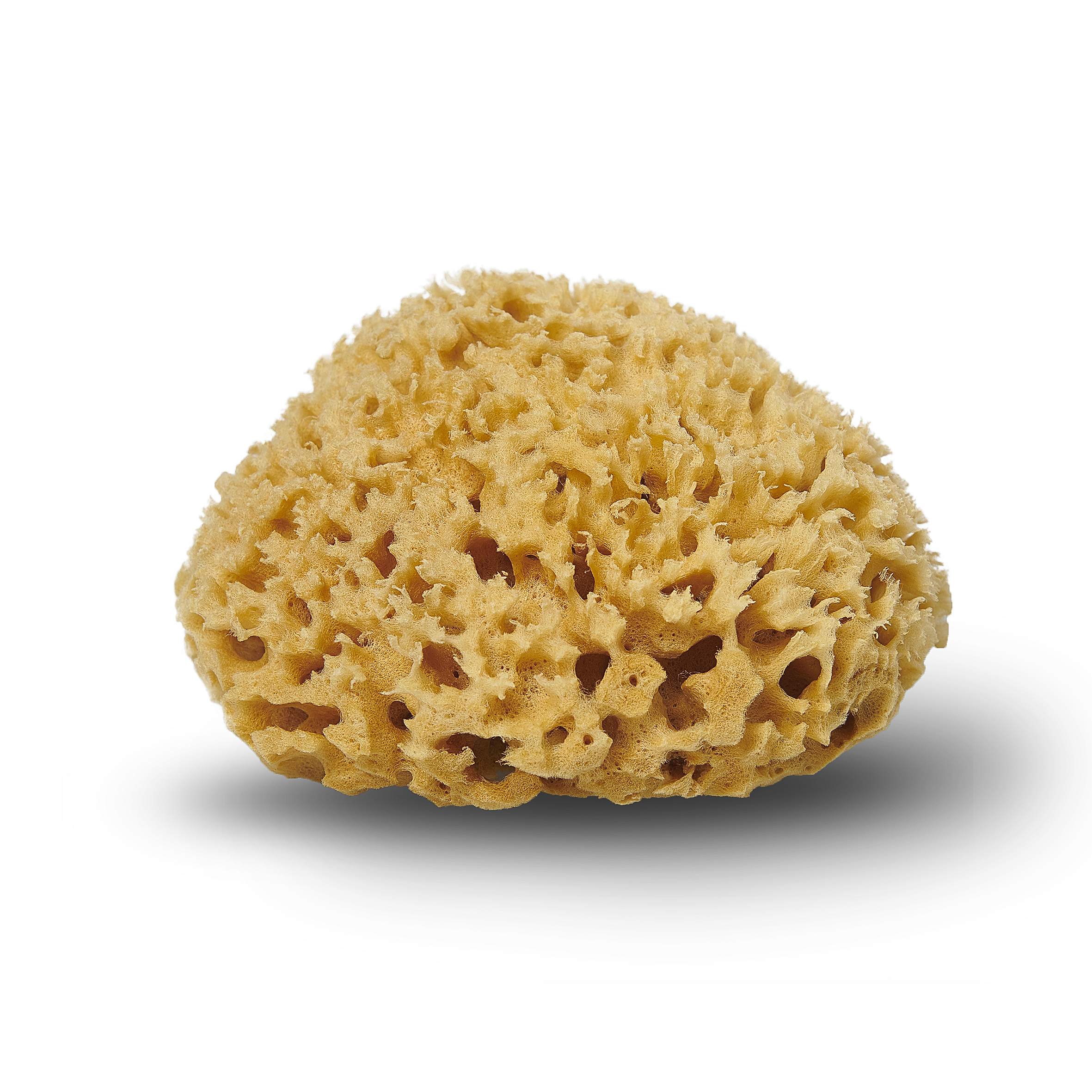 Cocoon Honeycomb Natursvamp Fra Middelhavet 