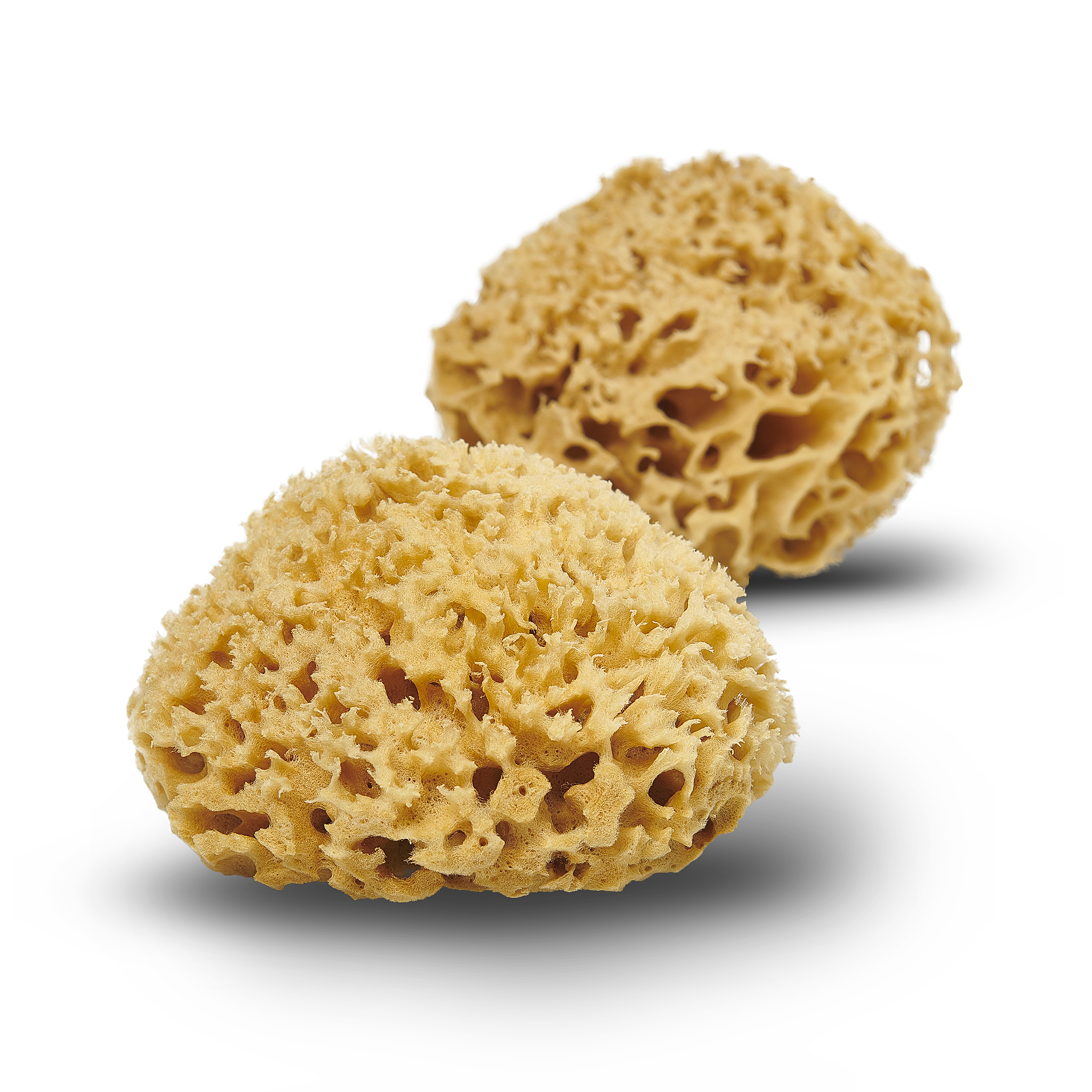 Honeycomb Wool natural sponge 13-14cm